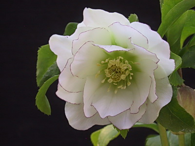 クリスマスローズ ダブル（八重） 苗 販売 ＞ クリスマスローズ ダブル