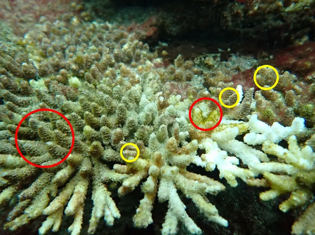 高知県竜串湾でのサンゴ調査 ｜WWFジャパン