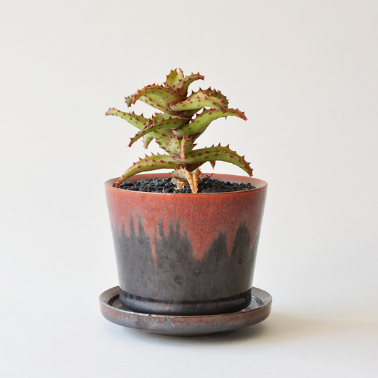 アロエ・カスティロニアエ | 多肉植物・特別な鉢の販売 | トーキー | TOKY