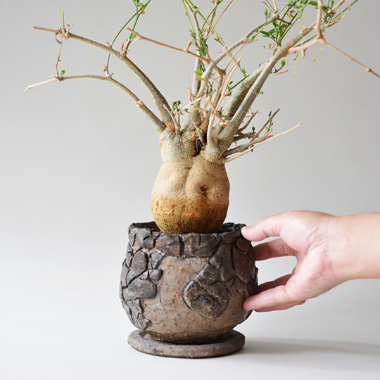 モモルディカ・ロストラータ | 多肉植物・特別な鉢の販売 | トーキー