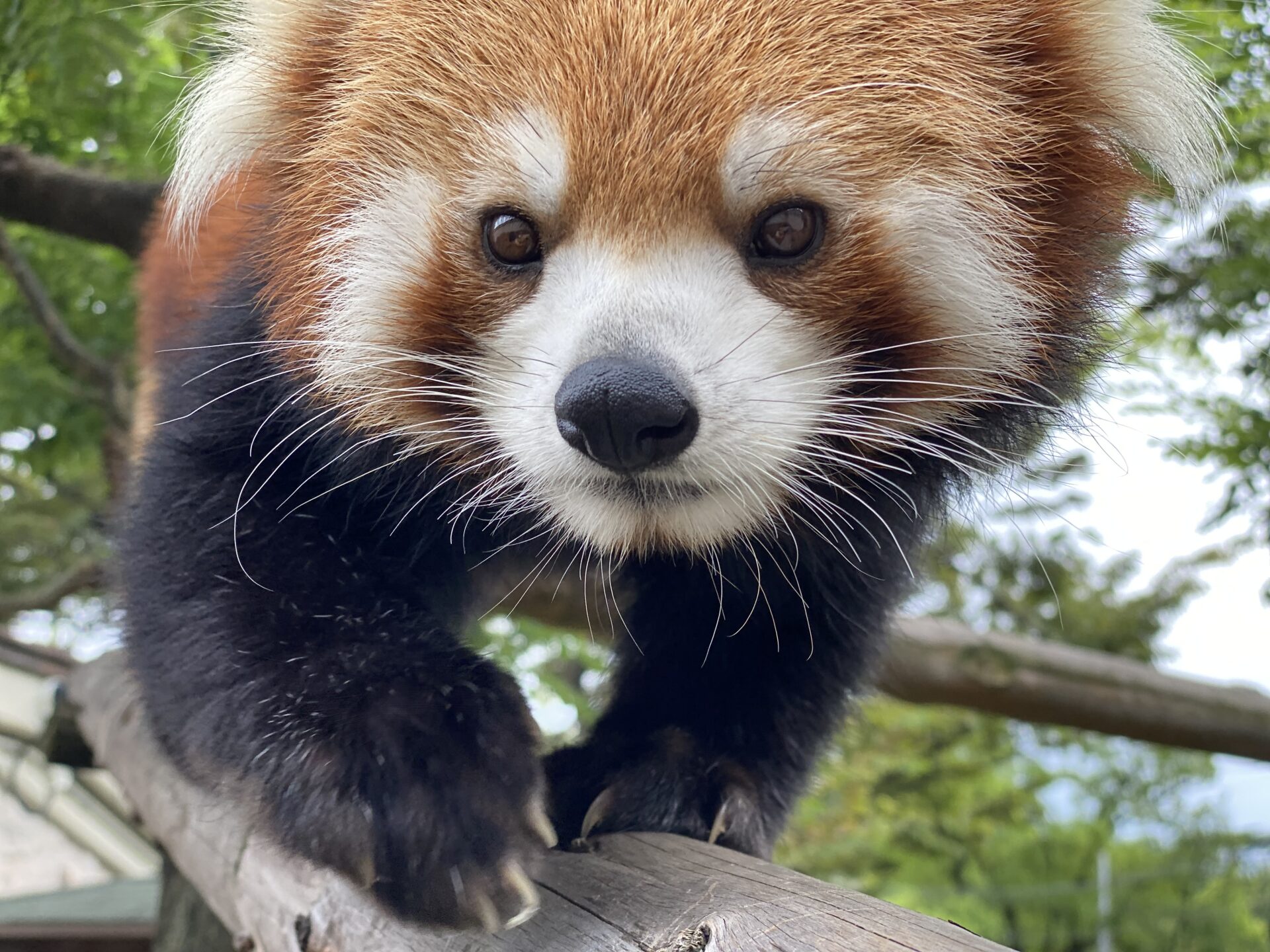 国際レッサーパンダデー2022④【International Red Panda Day 2022
