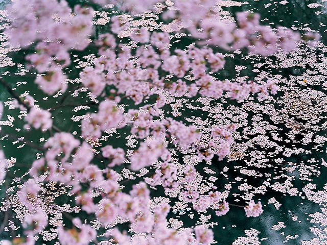 Botanical Books8桜を撮る一期一会のまなざし『SAKURA』 - NOEVIR