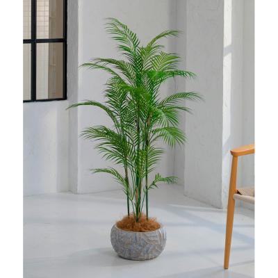 EMILIO ROBBA（エミリオ・ロバ） | グリーン（観葉植物） | リビング