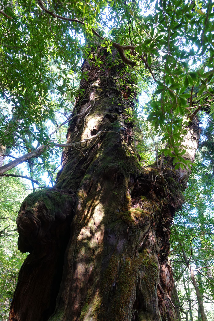 2324「大切に保管していました」自然美の屋久杉/長さ1900×幅130 2324