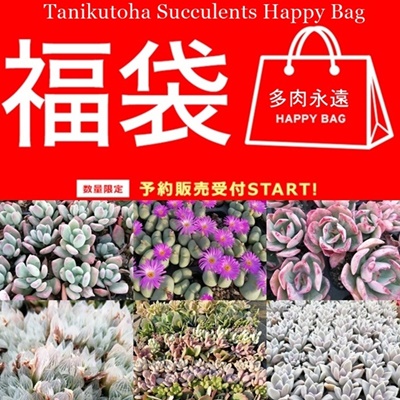 2026多肉福袋 ハッピーバック販売,多肉植物 レア福袋通販,ハオルチア