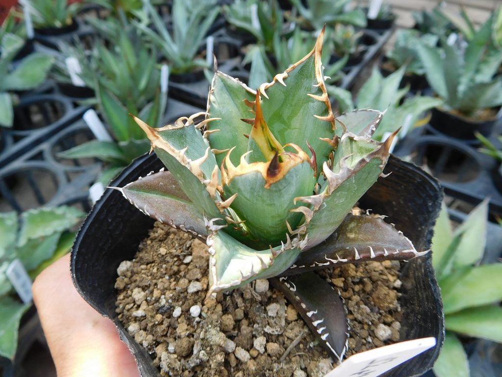 人気のアガベ入荷しました( *´艸｀) | ザ・ガーデンの園芸スタッフブログ