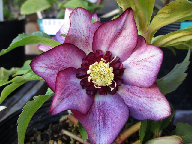 港北NT店】クリスマスローズなど、歳末も花続々入荷中です！ | ザ