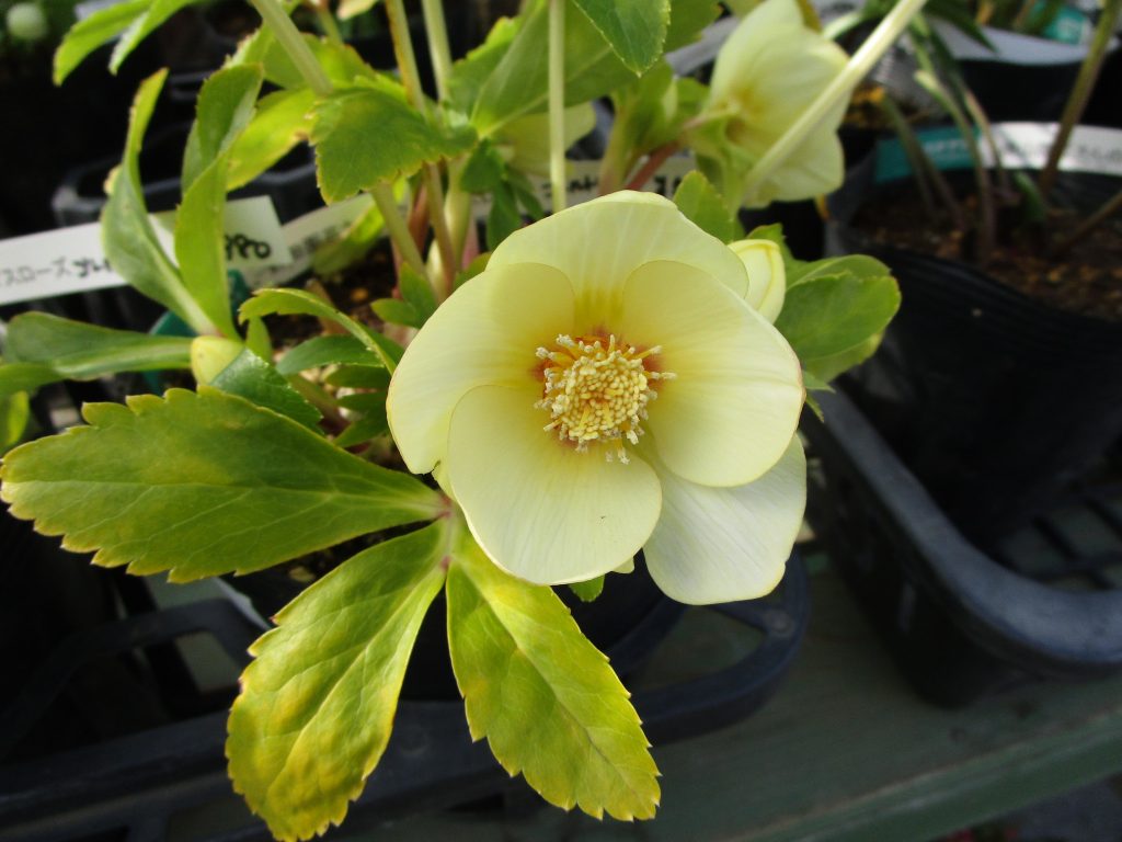 多摩店にもクリスマスローズ入荷中！ | ザ・ガーデンの園芸スタッフブログ