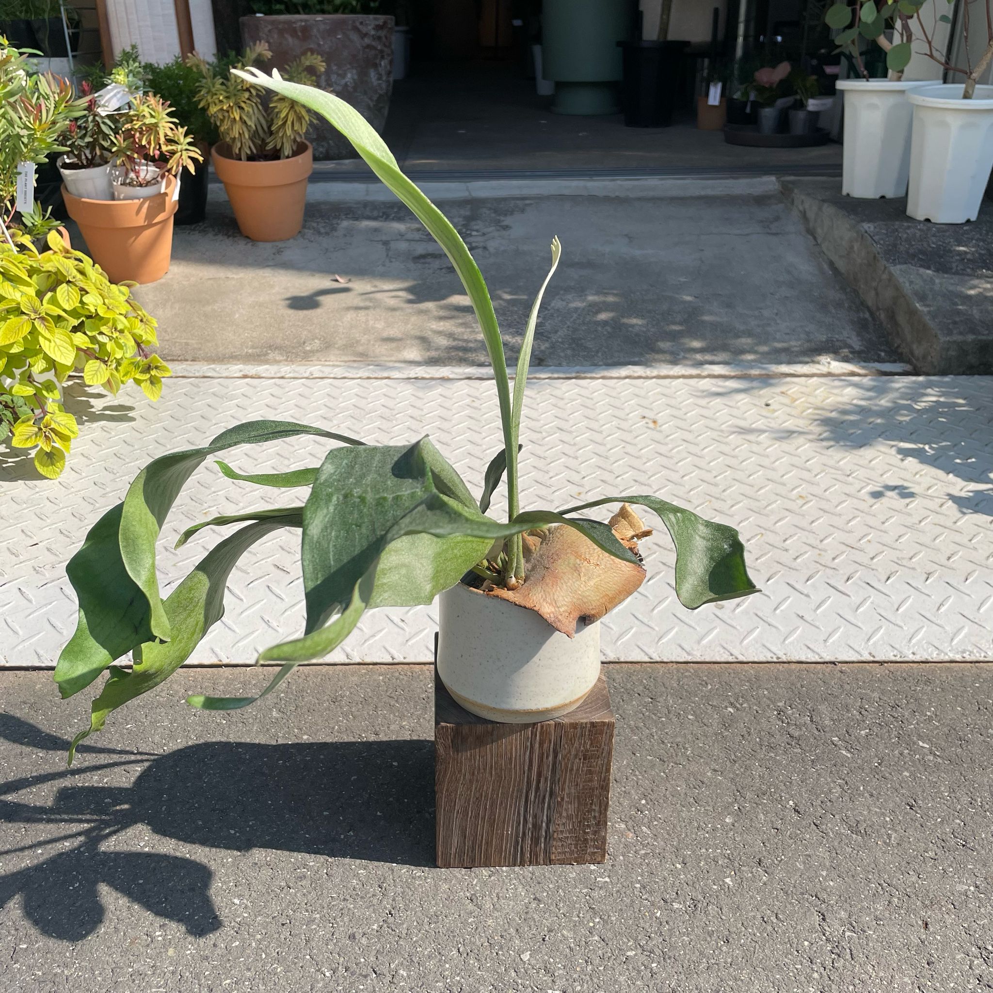 ビカクシダ (コウモリラン) I インドアプラント I プラントソサエティ