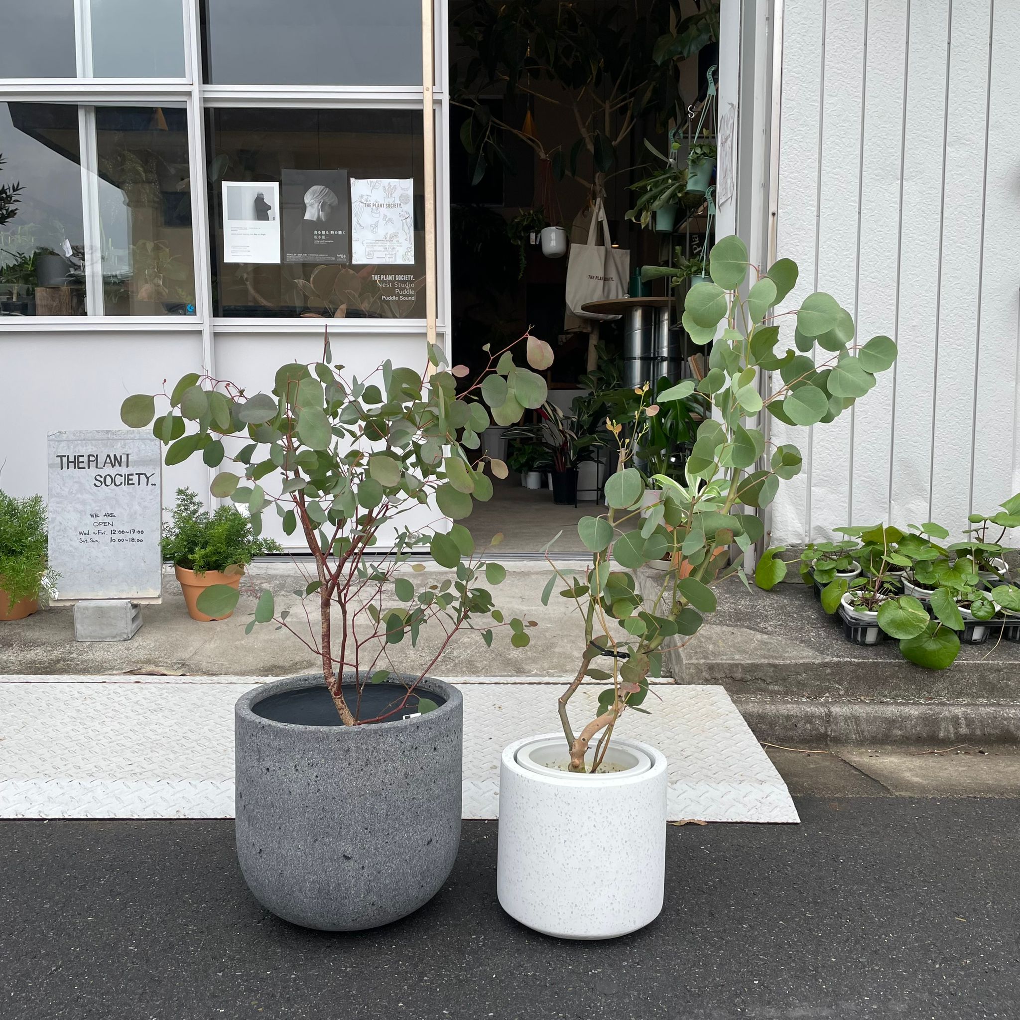 ユーカリ ポポラス I インドアプランツ I プラントソサエティ