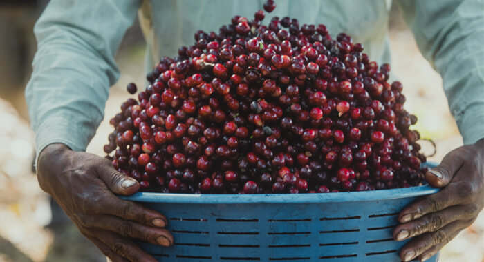 マイクロロットプロジェクト “完熟の一瞬”を未来へつなぐ旅 | beans