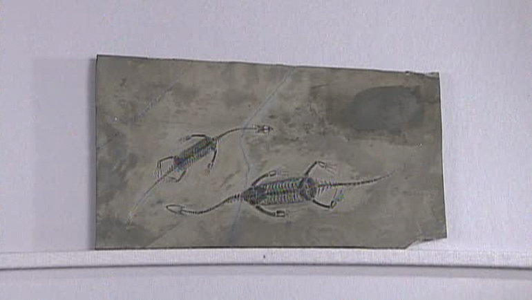 ケイチョウサウルスの化石｜開運！なんでも鑑定団｜テレビ東京