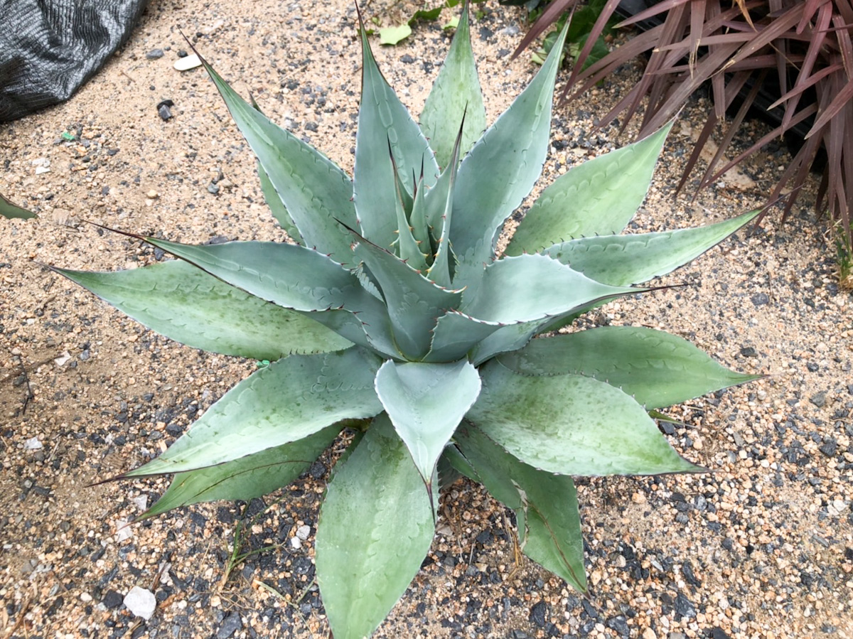 アガベ・パリー | Tokiwaen・岡本常盤園