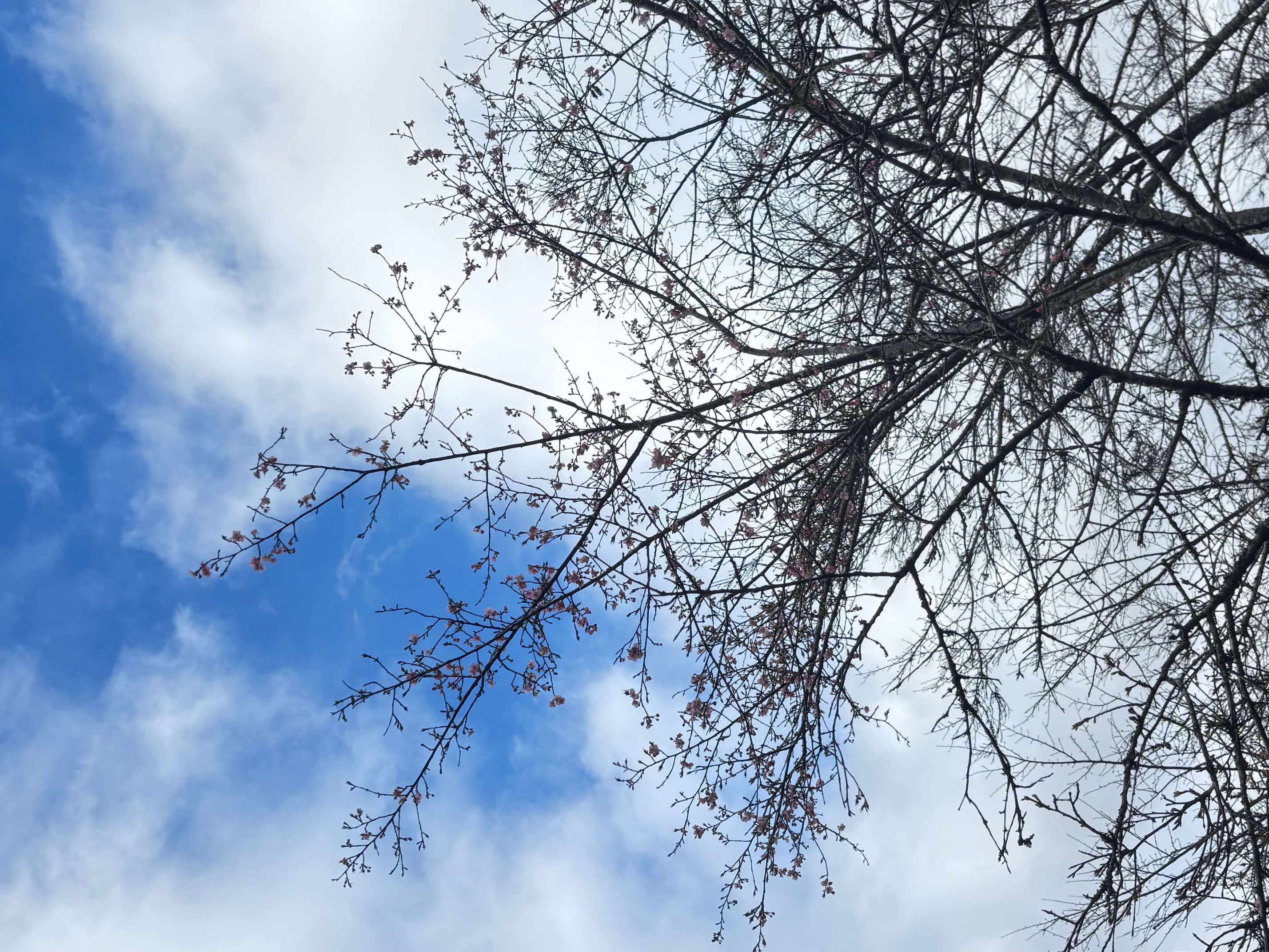 桜図鑑園の桜開花状況について(随時更新) / 熊本県水上村公式サイト