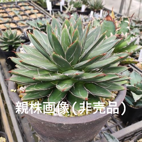 アガベ 王妃笹の雪 B型 6号鉢つき 特大株❗ ② アガベ 王妃笹の雪 B型
