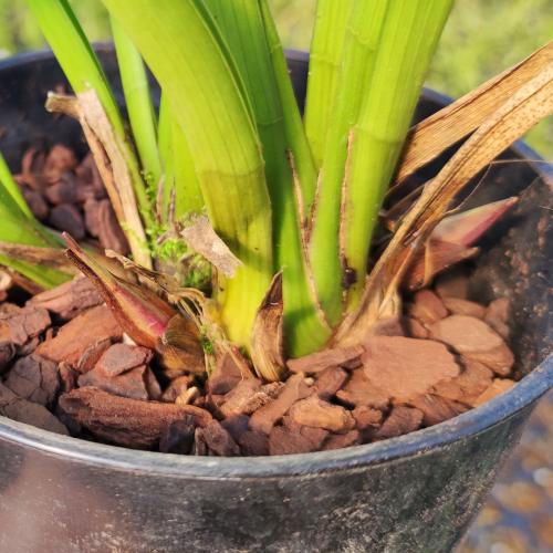 やましち山野草店 / 【本州・四国送料無料】キンリョウヘン 金稜辺