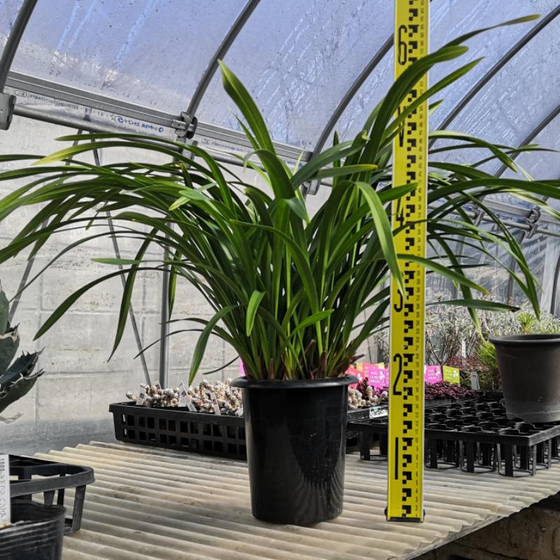 やましち山野草店 / 【本州・四国送料無料】キンリョウヘン（金稜辺