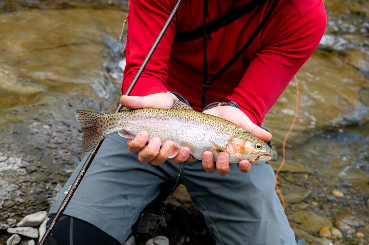 シマノ 天平テンカラNB LLS33レビュー！ちょっと良いテンカラ竿を買う