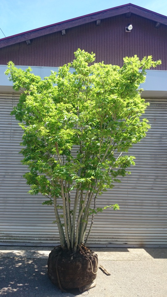 コハウチワカエデ本株立ち 超美品 お勧め品 販売 価格 | 有限会社 山田植木