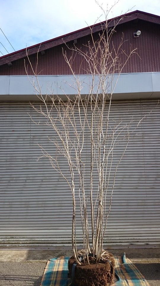 アオダモ本株立ち 大型商品 販売 価格 | 有限会社 山田植木