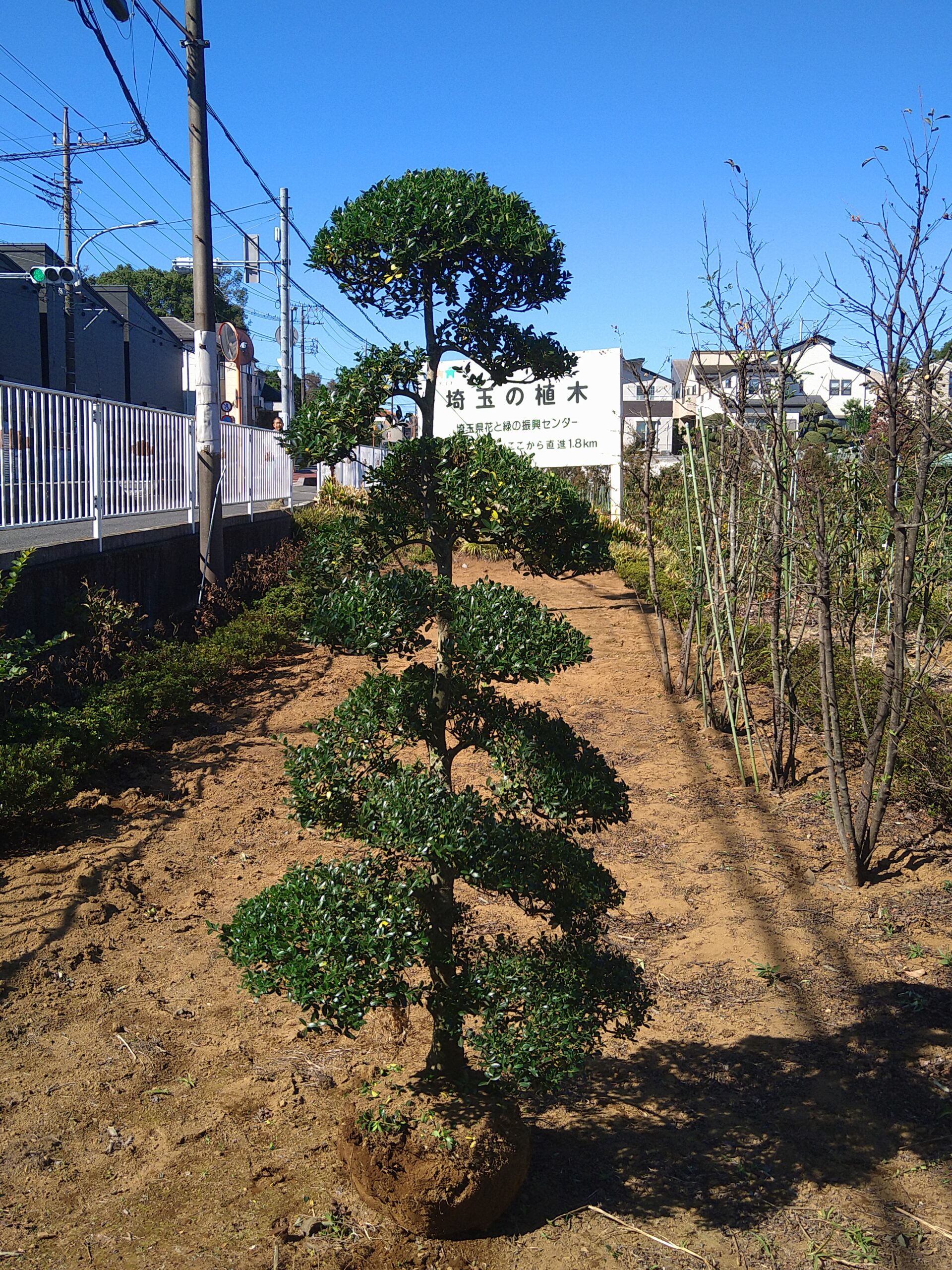 超逸品。山採りツゲ(柘植)株立ち2.6M(鉢底から) 園芸ネット本店｜[送料無料]ボックスウッド（西洋ツゲ）玉仕立て10号