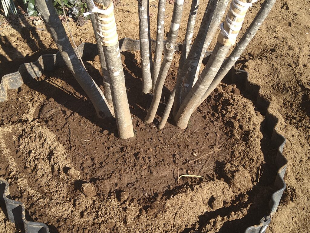 アオハダ株立ち 美品 大型商品 02 | 有限会社 山田植木