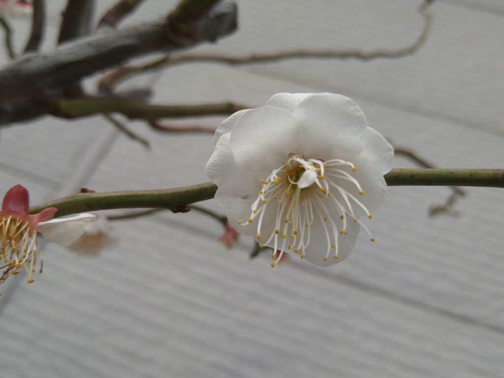 雲竜梅 ウンリュウバイ 03 | 有限会社 山田植木