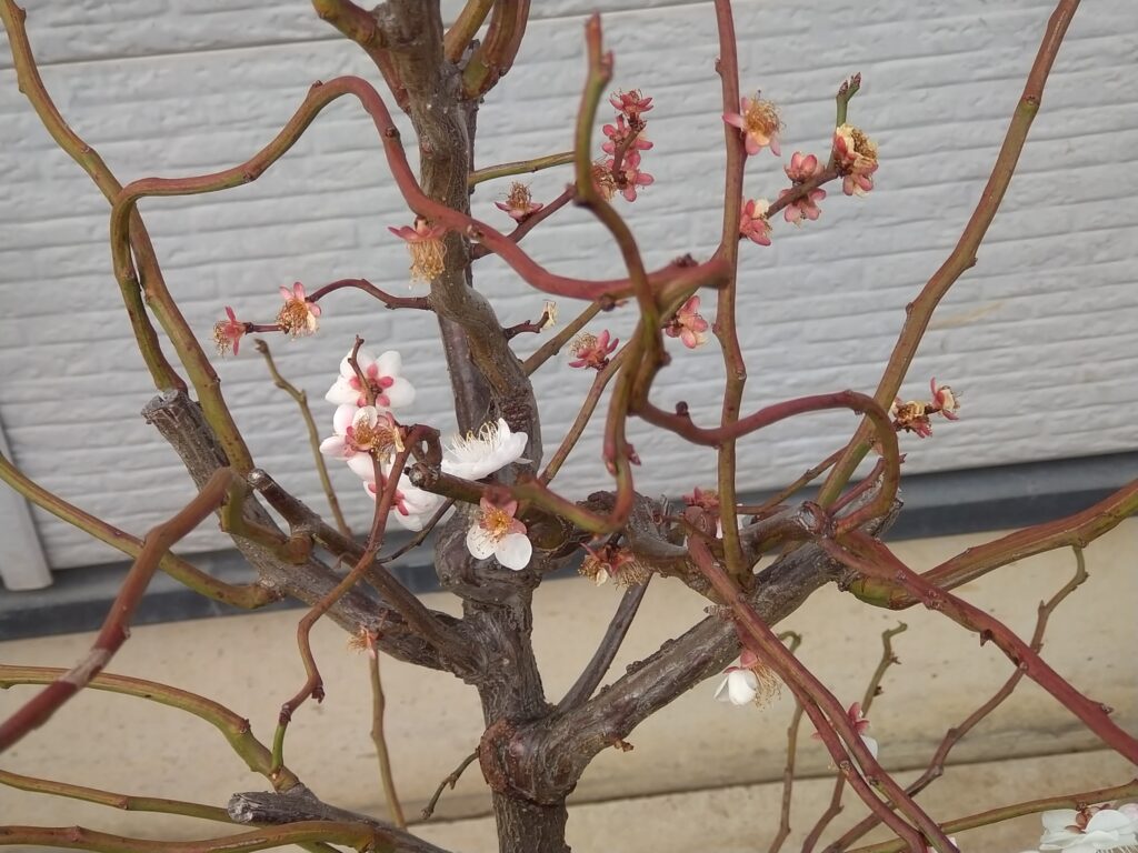 雲竜梅 ウンリュウバイ 03 | 有限会社 山田植木