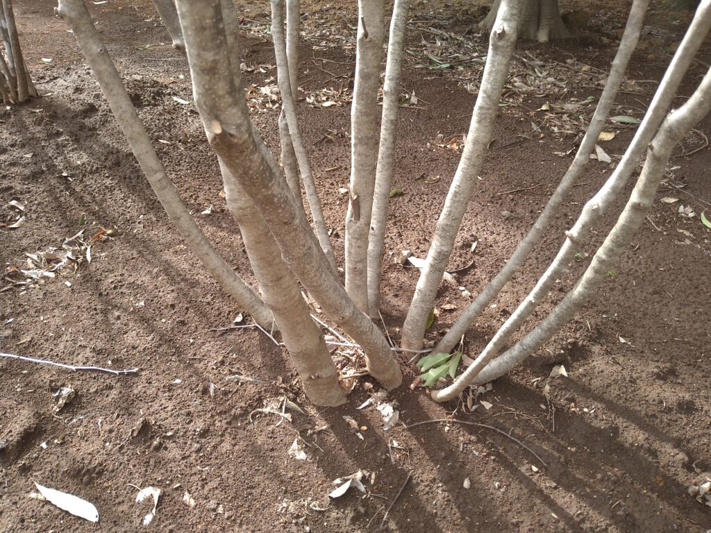 美樹形・山採り】アオハダ株立ち（青肌）販売 埼玉 安行 大型商品