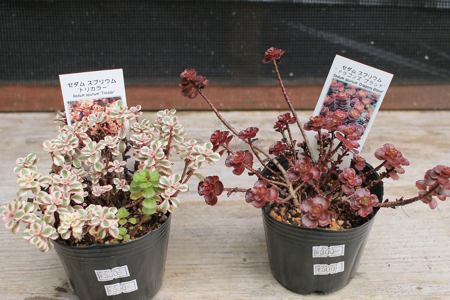 ドラゴンズブラッド＆トリカラーを育てる | 山梨で多肉植物を育てるBLOG