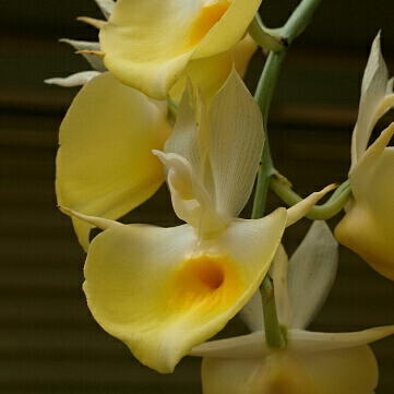 カタセタム（カタセツム）とは｜ヤサシイエンゲイ