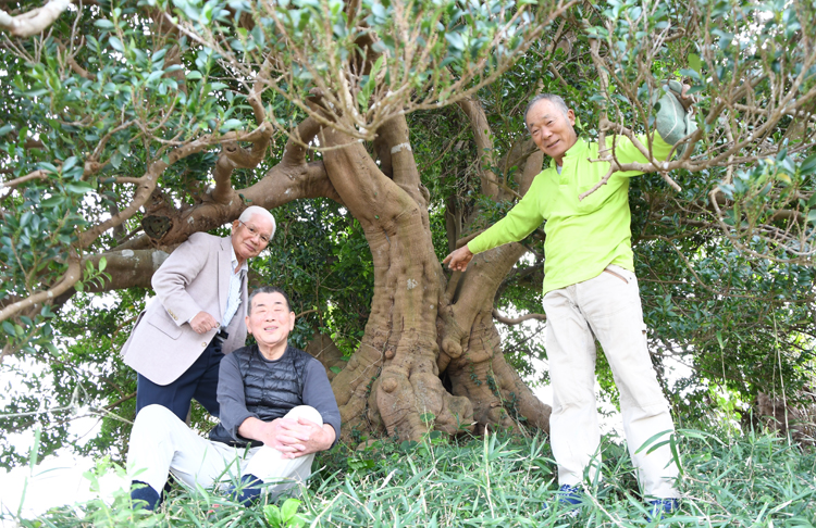 日本一と聞いてびっくり 樅山のヒサカキ（茨城・鉾田） | よみうり