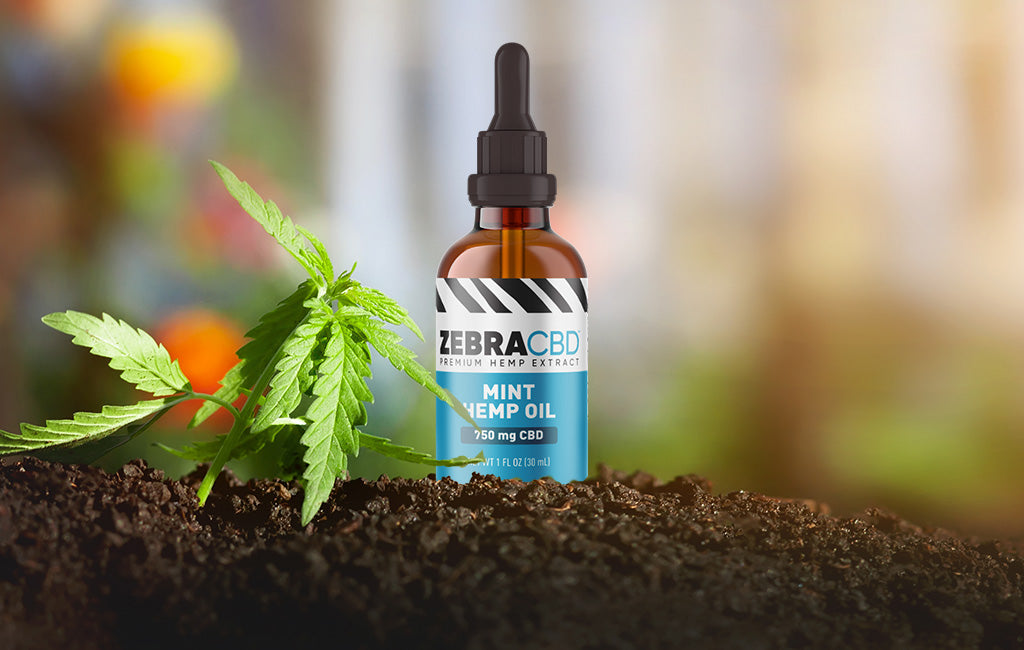 CBD Hemp Oil – How It Works - Zebra CBD