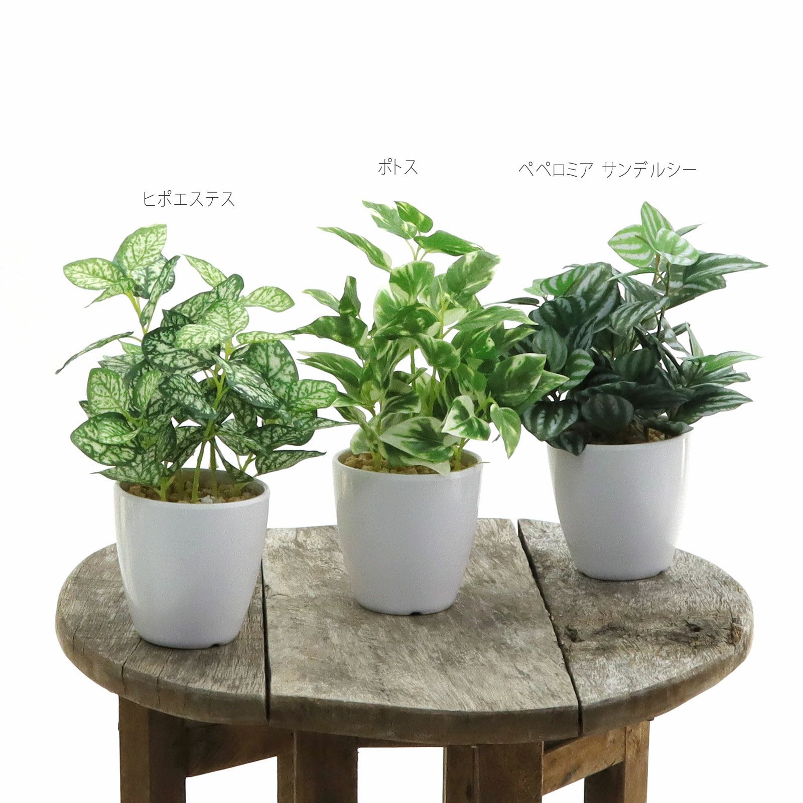 ポトス（定番観葉植物） | プレミアム光触媒フェイクグリーン 造花