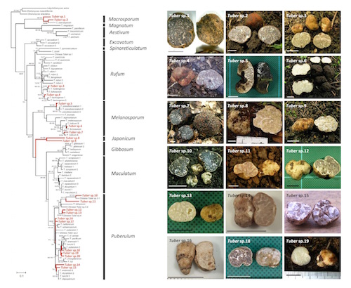 日本のトリュフを知り、栽培に挑戦！- 初の国産トリュフ誕生を目指して
