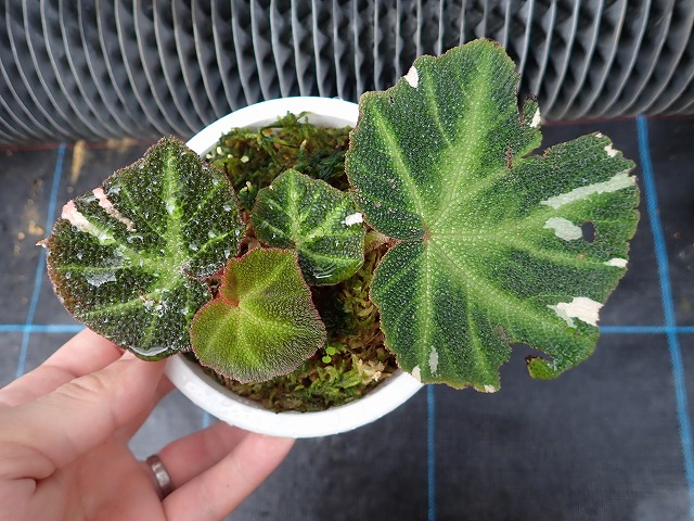 ベゴニア ソリムタータ バリエガータ 貴重品(B.Solimutata variegata