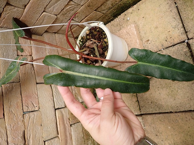フィロデンドロン アタバポエンセ 特セレクト(Philodendron