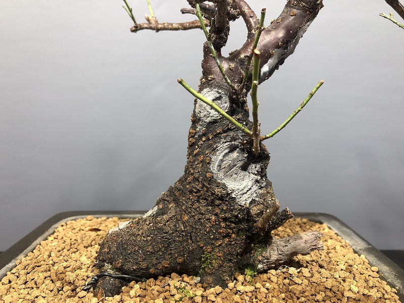 甲州野梅 ※花芽はありません。 [赤富士園]