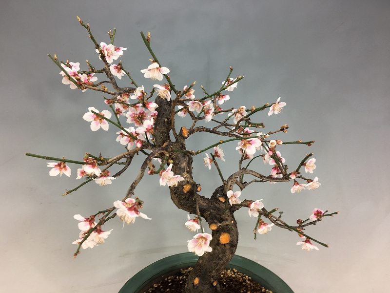 甲州野梅 ※実生ピンク変わり花 [赤富士園]