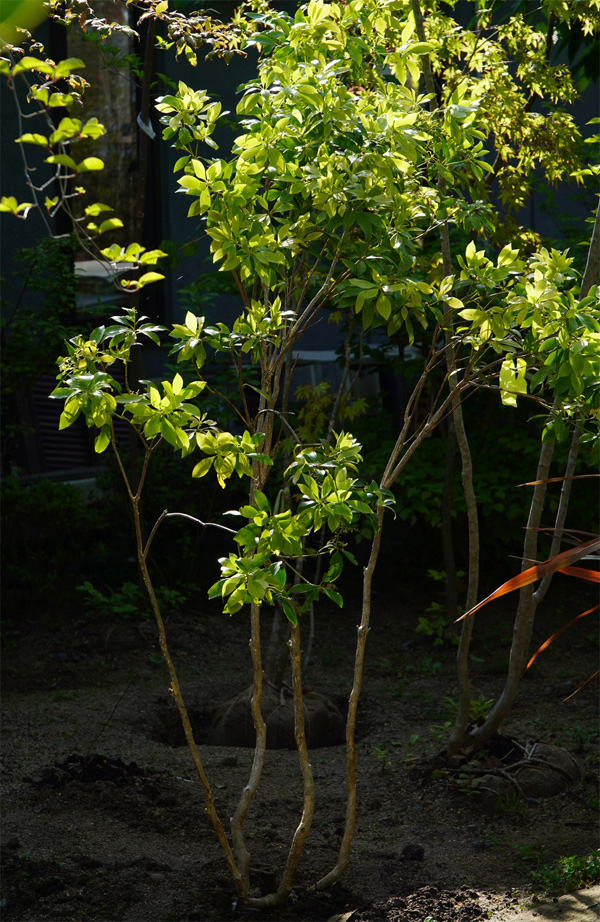 山採りアセビ販売 秋元園芸