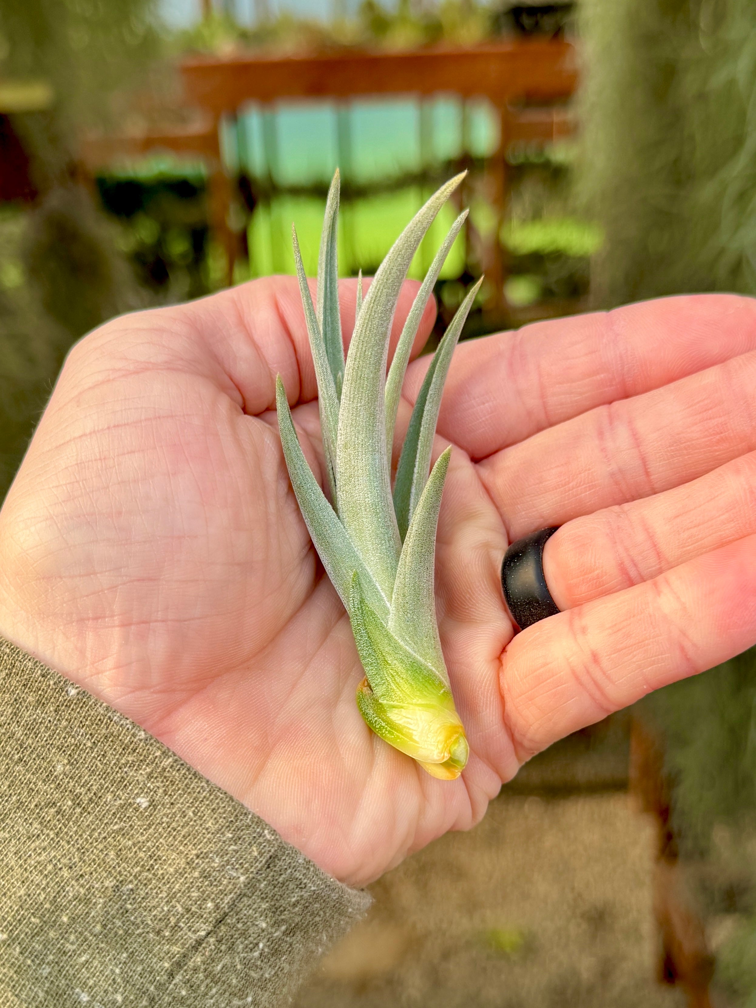 Didisticha Giant – Air Plant Hub