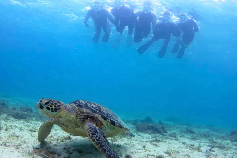 アマミエンシス | 奄美旅