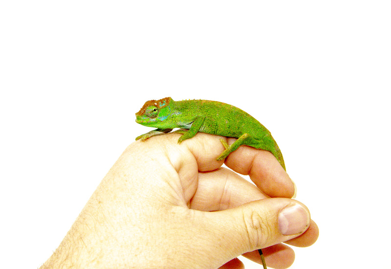 Dwarf Fischer's Chameleons For Sale | American Reptile Distributors