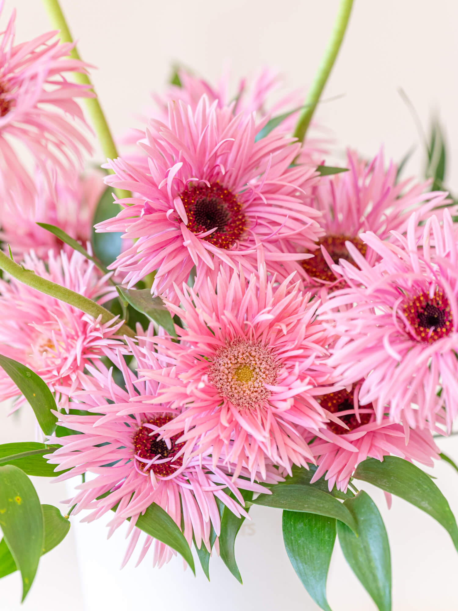 ガーベラのアレンジ 12本 - ピンク - | お花の通販AND PLANTS (アンド