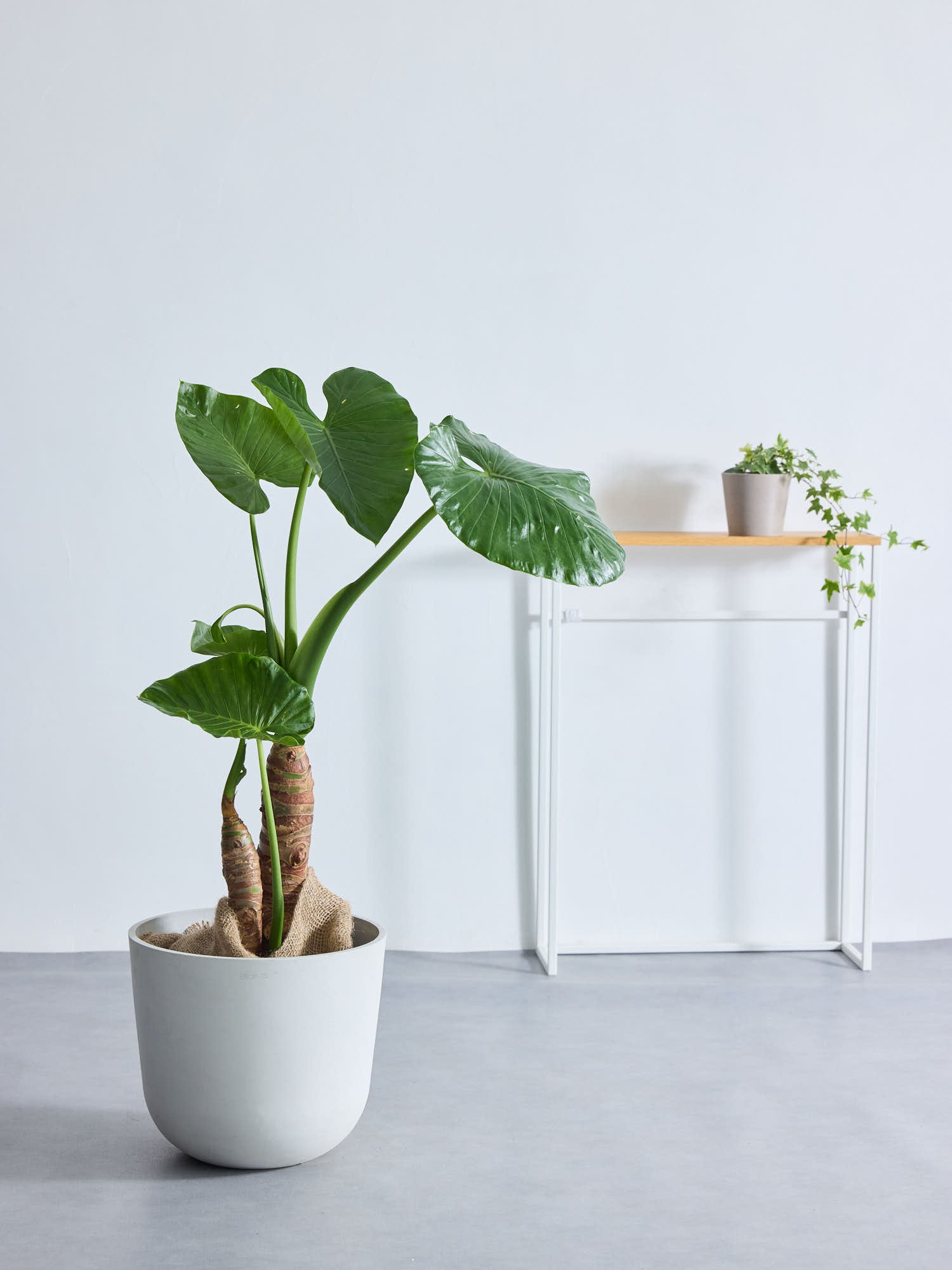 クワズイモ L | 観葉植物の通販 AND PLANTS (アンドプランツ)