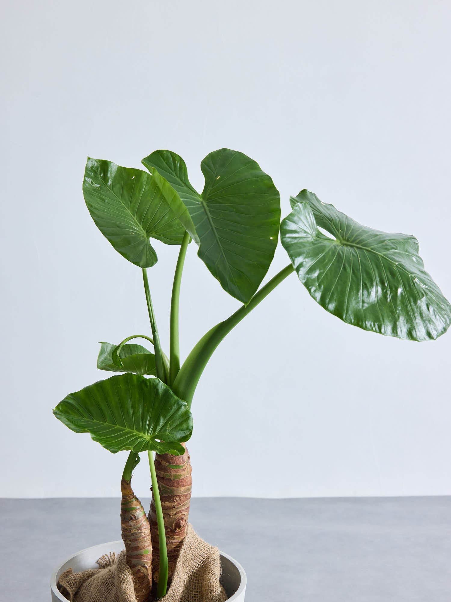 クワズイモ L | 観葉植物の通販 AND PLANTS (アンドプランツ)