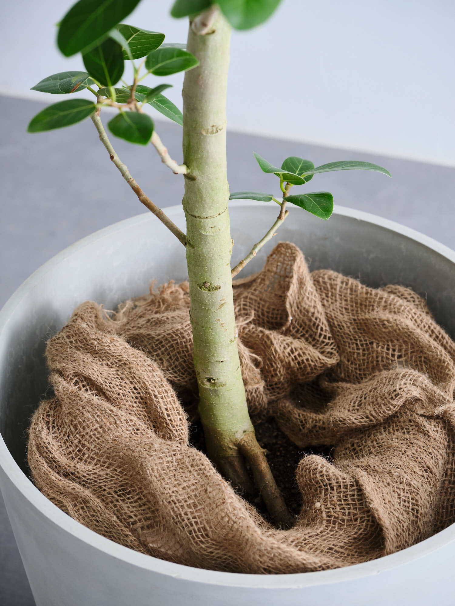 フィカス・ベンガレンシス XL 【首都圏限定】 | 観葉植物の通販 AND