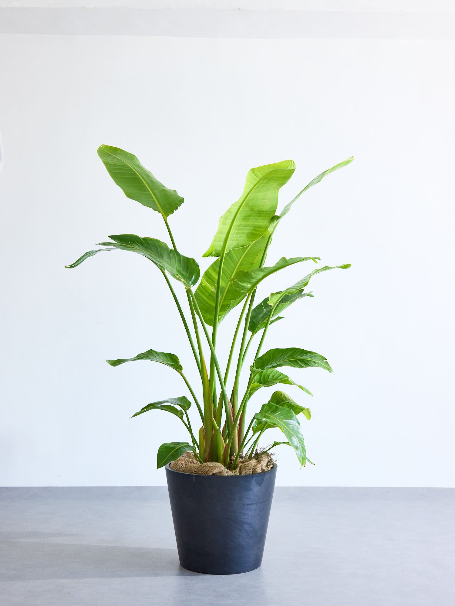 ストレリチア・オーガスタ XL | 観葉植物の通販 AND PLANTS (アンド