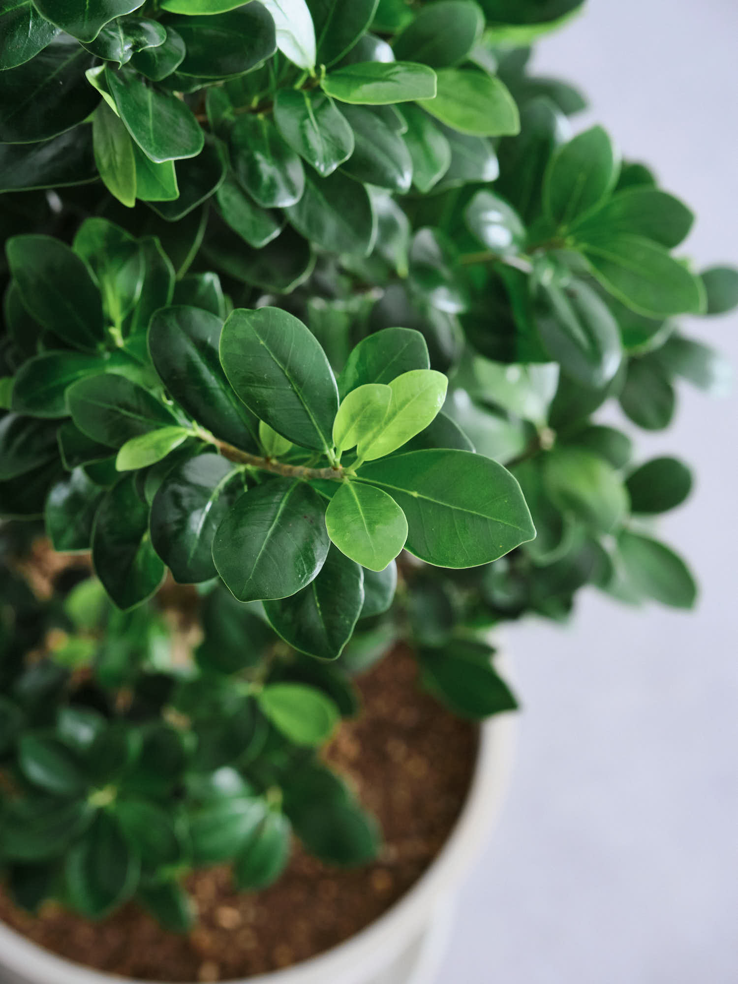 ガジュマル まがり L 昇り龍 | 観葉植物の通販 AND PLANTS (アンド