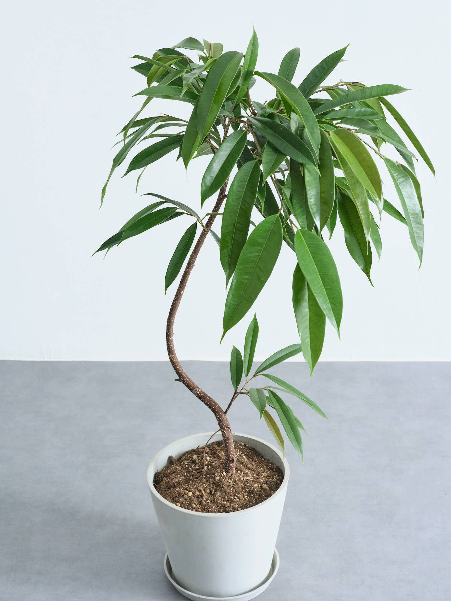 フィカス・アムステルダムキング まがりM | 観葉植物の通販 AND PLANTS